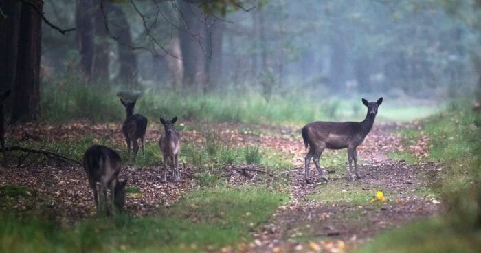 Natur-dyr-hjort-02